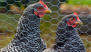 Hasen- und Hühnerdraht Hasen- und Hühnerdraht zum Bau von Kleintierzäunen