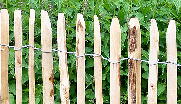 Staketenzäune aus Haselnuss Staketenzäune aus Haselnuss